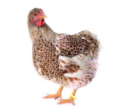 Buff-laced wyandotte chicken in front of white background