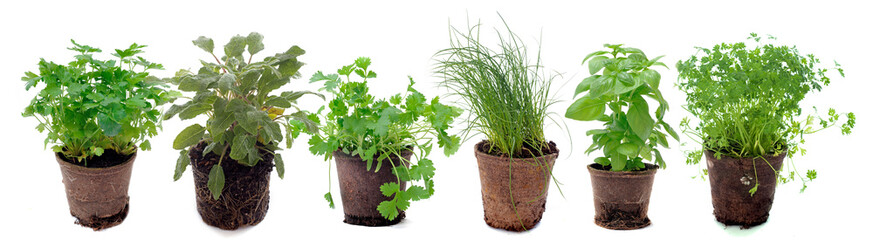 Fototapeta premium aromatic plants in pot in front of white background