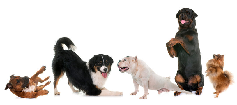 playing dogs in front of white background