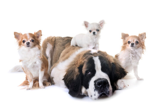 young saint bernard and chihuahua in front of white background