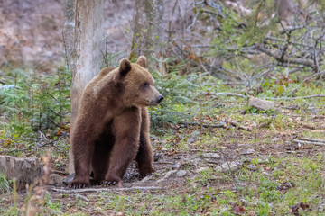 Fototapeta na wymiar wild bear in the Fagaras Mountains, Romania