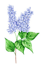 Lilac branch watercolor illustration. Blooming lilac. Delicate lilac. Bouquet. Flower, flora, garden, nature. Illustration isolated. For printing on stickers, postcards, notebooks, invitations.