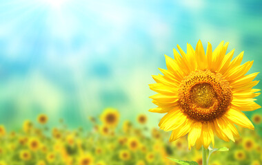 Bright yellow sunflower on blurred sunny background of green and blue color. Mock up template. Copy space for text