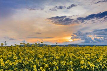 Fototapeta na wymiar sunset over a field of oilseed rape, Romania