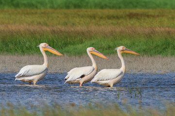 white pelicans (pelecanus onocrotalus). Danube Delta, Romania