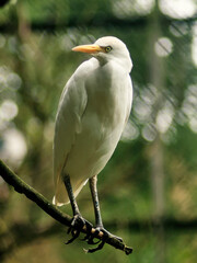 Cattle Egrett