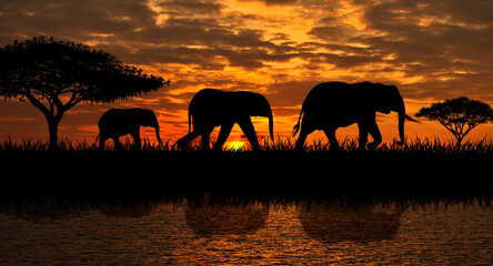 Fototapeta na wymiar Silhouettes of elephants on a sunset background. Elephants against the backdrop of the sunset and the river.