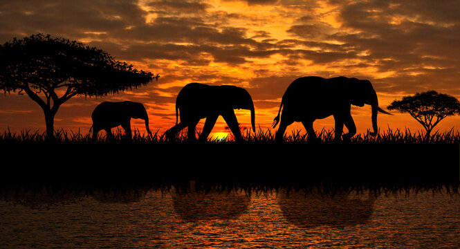 Silhouettes of elephants on a sunset background. Elephants against the backdrop of the sunset and the river.
