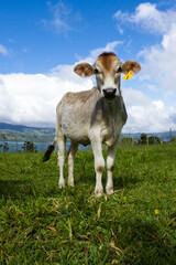 Fototapeta premium young dairy cow enjoying the sunshine and a fresh green pasture in Costa Rica.