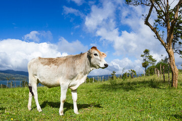 young dairy cow enjoying the sunshine and a fresh green pasture in Costa Rica.