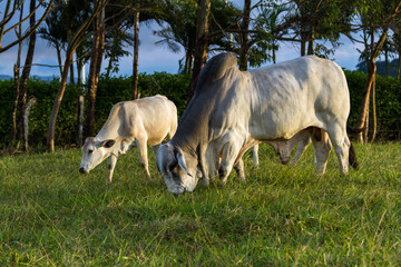 Naklejka na ściany i meble Huge brahman bull in a green pasture in Costa Rica