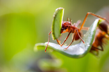 Close up of a red leaf cutter ant focussed on stripping down the fresh green leves on the plants in tropical Costa Rica