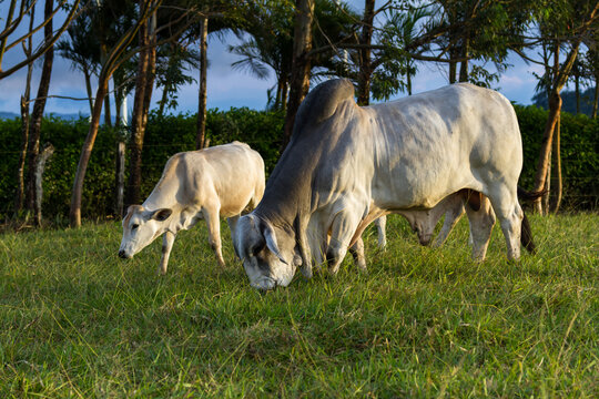 Huge brahman bull in a green pasture in Costa Rica