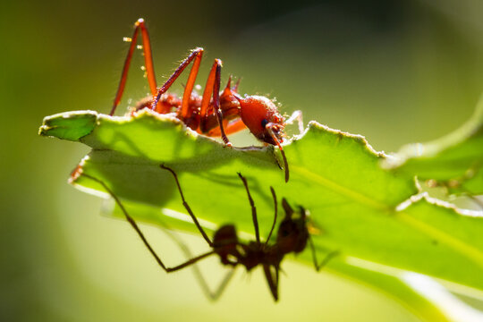 Close up of red leaf cutter ants focussed on stripping down the fresh greens on the plants in tropical Costa Rica