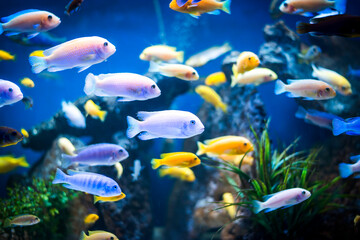 Colorful fish - Kolobrzeg aquarium tank