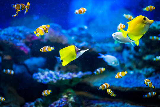 Colorful fish - Kolobrzeg aquarium tank