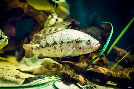 Colorful fish - Kolobrzeg aquarium tank