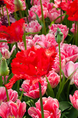 Red parrot tulip on a background of pink tulips.Tulip season.Tulip fields.