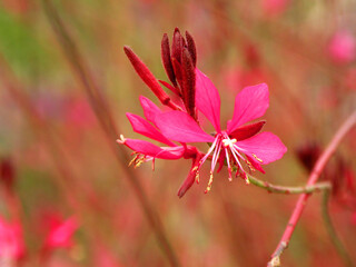 Oenothera lindheimeri, pink flower