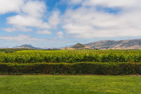California vineyards. Vineyard landscape Edna valley, mountains and cloudy sky in the background