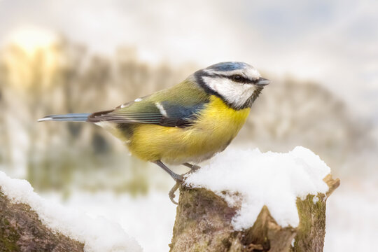 Little blue tit close up in winter with snow covered log and bare trees behind