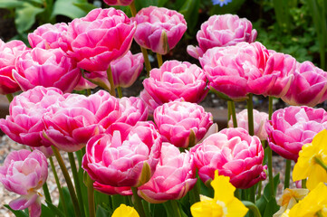 Beautiful pink tulips in tulip park Keukenhof in Netherlands.Exotic colorful flowers for wallpaper design.Floral background with vibrant spring flower,shot in close up
