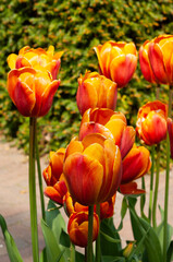 Field of bright orange-red large tulips. Spring flowers. Netherlands. Keukenhof