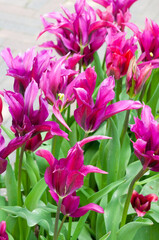 Purple lily-like tulips.Beautiful tulips close-up.