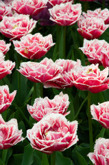 Beautiful flowers. Terry pink tulips . Keukenhof. Netherlands. Beautiful pattern. Spring flowers. Botany. Plants.