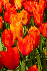 ield of bright orange-red large tulips. Spring flowers. Netherlands. Keukenhof