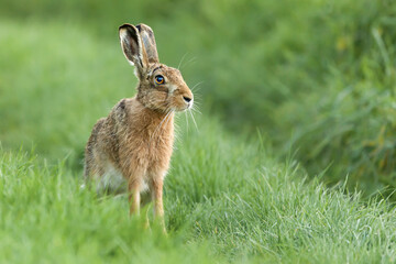 Naklejka na ściany i meble Beautiful wild hare in Norfolk UK early morning seen close up and in high detail. Wet grass farmland location