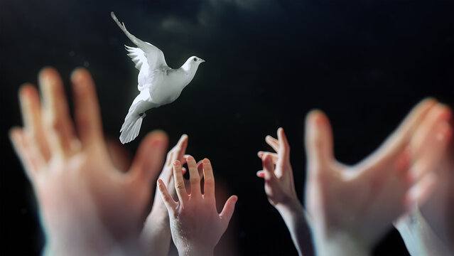 Praying hands with a white dove