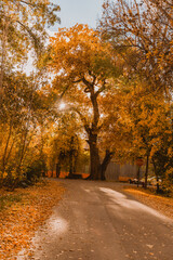 Obraz premium autumn in the park