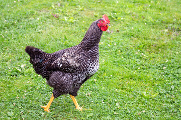 Rooster standing on the lawn.