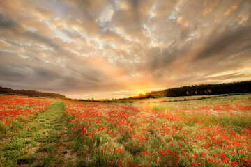 Stunning poppy field at sunrise in Norfolk UK. Large field of flowers with a path and orange sun light rays as dawn breaks over the trees
