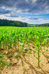 View of corn farm in summer