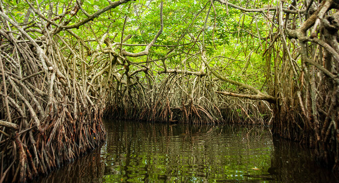 Mangroves tunnel in the lagoon, Sri Lanka Maduganga, Madu river