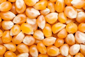 Raw golden sweet corn popcorn grain seeds texture macro