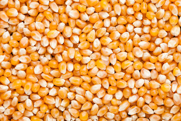 Raw golden sweet corn popcorn grain seeds texture background