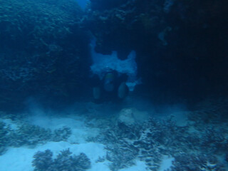 Fototapeta na wymiar Scuba Diving
