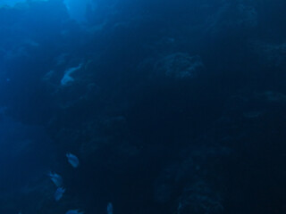 Fototapeta na wymiar Scuba Diving
