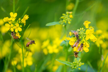 A honey basket of a mobile honey collection plant, in a mustard field, in munshigonj, Dhaka,...