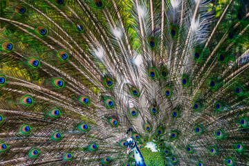 Obraz premium Beautiful peacock showing off his colorful tail fully opened