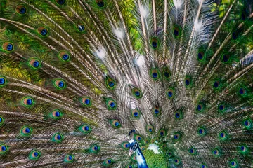 Fotobehang Beautiful peacock showing off his colorful tail fully opened © Designpics