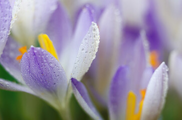 Photo close small spring flowers crocuses. They can be white, purple, yellow