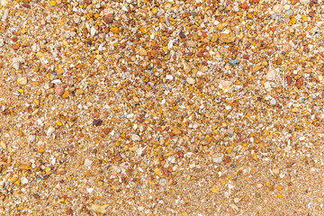 close up beautiful background and texture of nature sea shell pattern on a sand beach