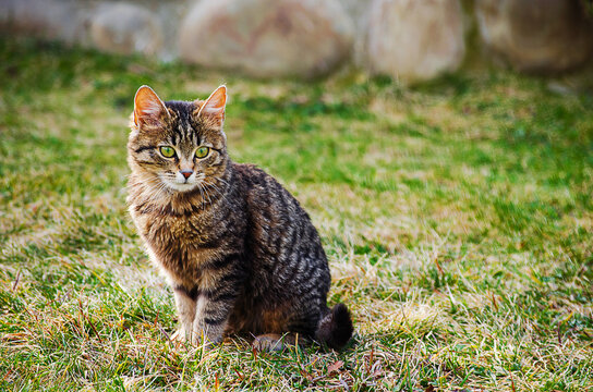The cat walks in the fresh air on green grass