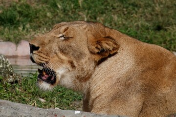 female lion