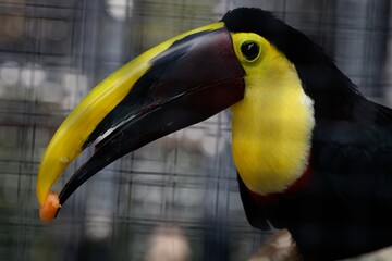 yellow billed toucan