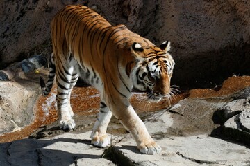 tiger taking a stroll